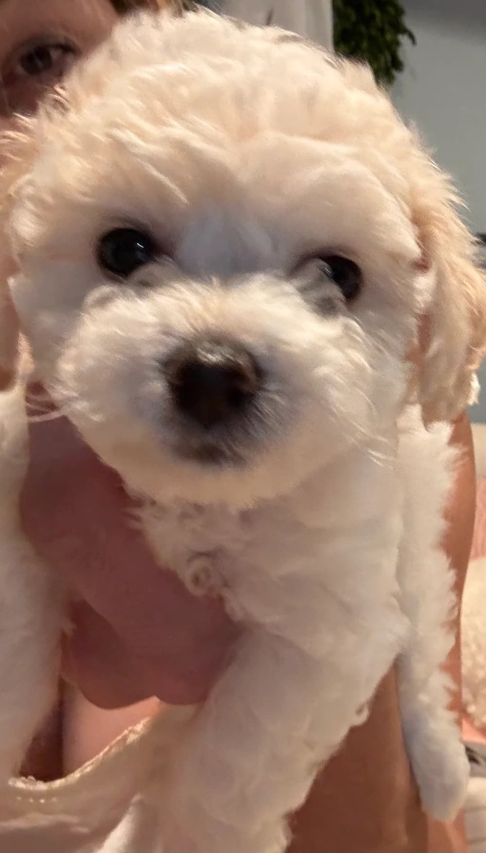 A Coy Hill Bichon Frise puppy being held