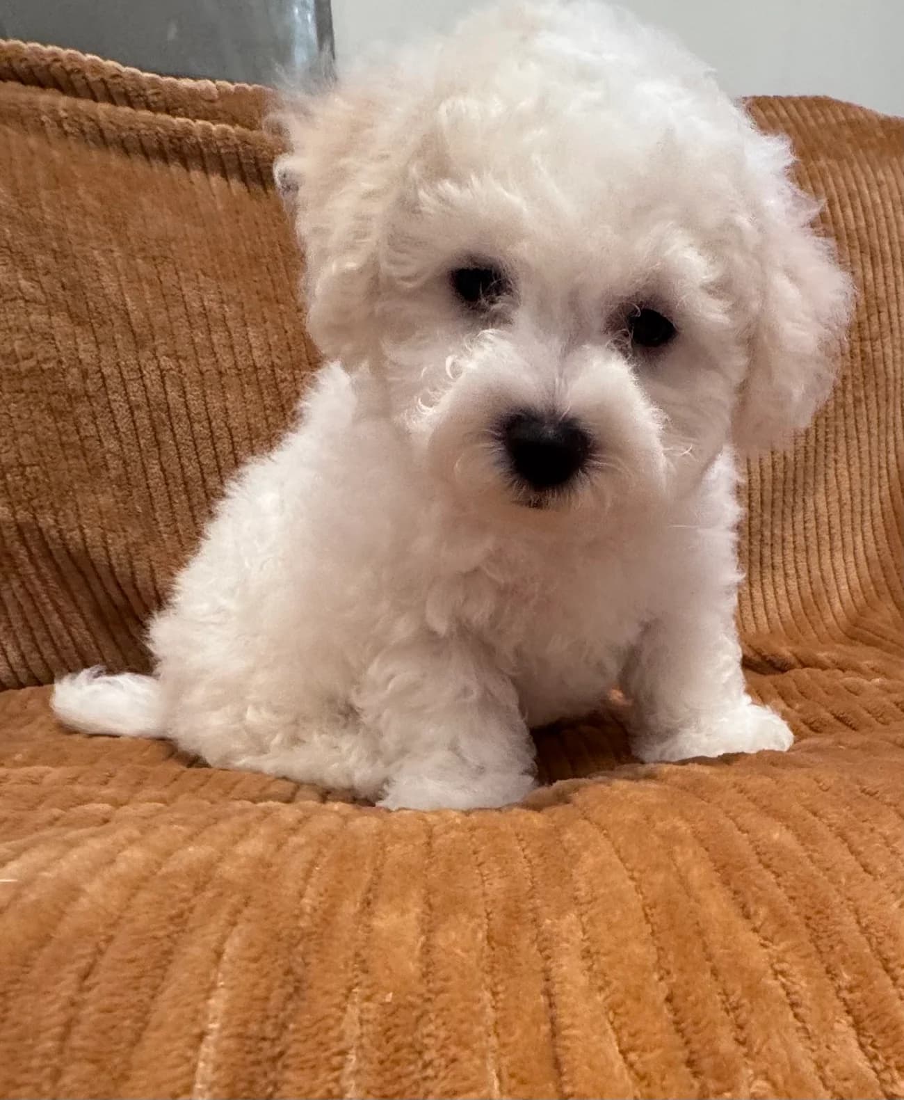 A Coy Hill Bichon Frise puppy on a golden cushion